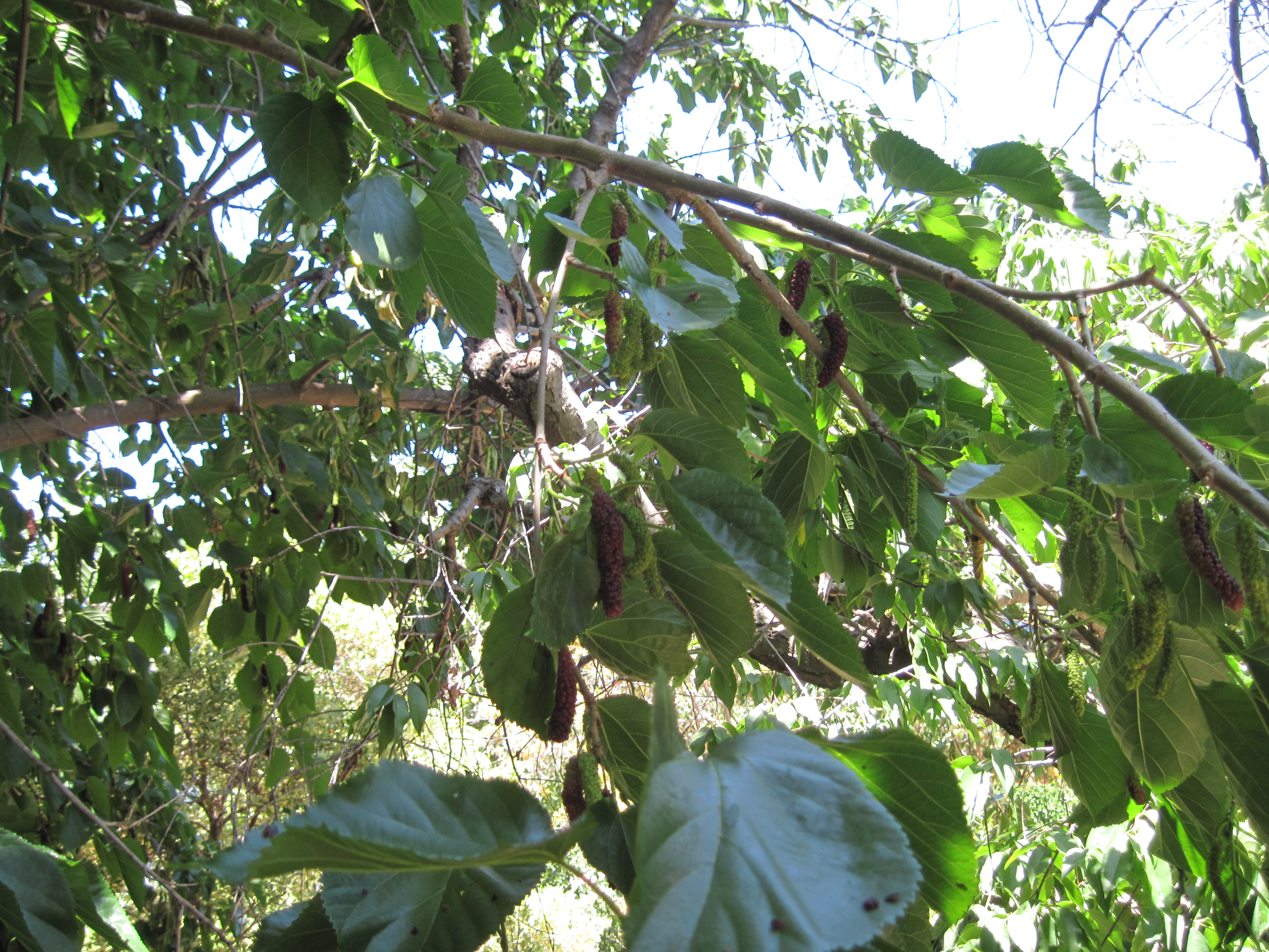 Mulberry