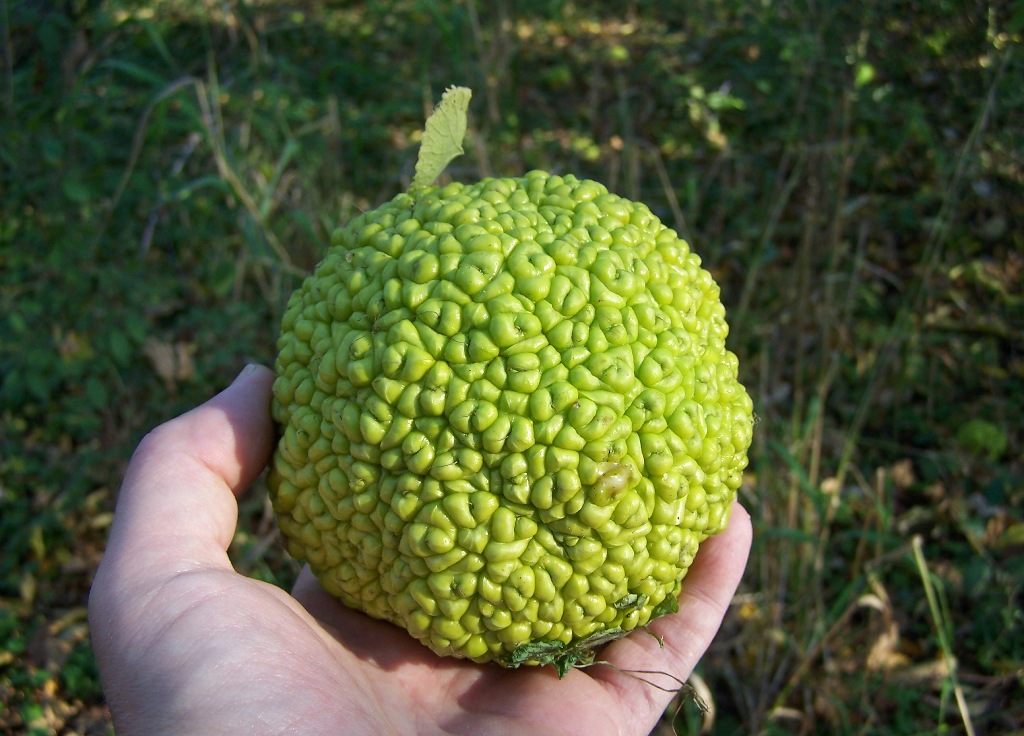 Osage Orange