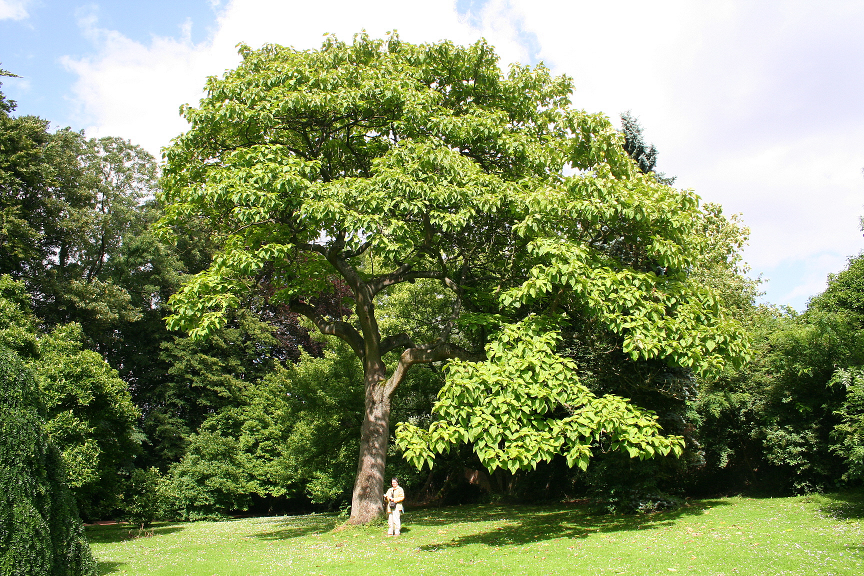 Paulownia (Empress Tree)