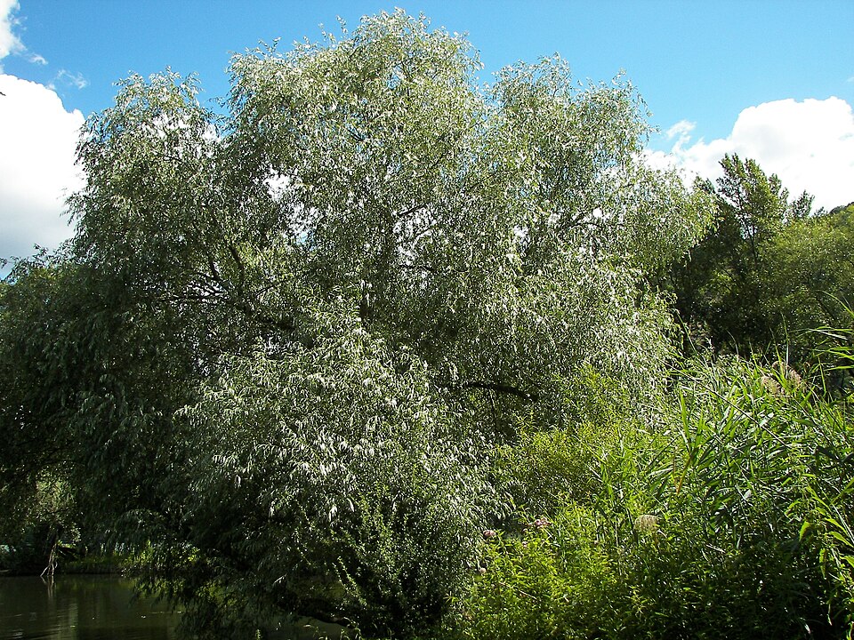 White Willow